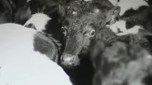 История Приозерска и Приозерского района . Совхоз "Красноармейский". Ролик №4.