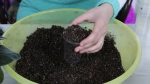 Ускоренное Разведение Фиалок ! Посадка фиалок пасынками !