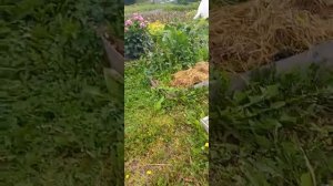 Дорожки из травы между грядок и клумб.