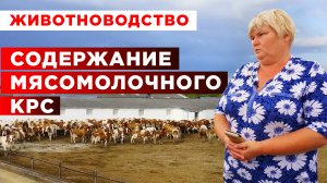 Содержание мясомолочного КРС | Молочное скотоводство | Мясное животноводство