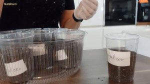 Сеем семена Баклажан на Рассаду / Как сеять баклажаны на рассаду @galabum