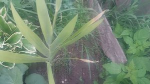 Беломканда