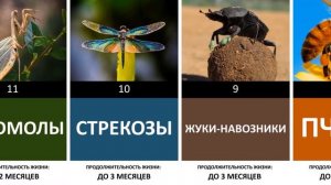 Сравнение продолжительности жизни насекомых | Сколько живут насекомые?