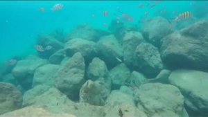 они меня приворожили