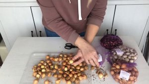 хранение лука севка до посадки