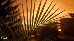 ФОГЕЛЬ   НА БАЛКОНЕ