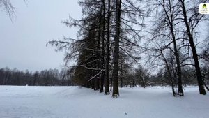 Памятник природы «Парк усадьбы Яновских» 11/143
 #здравствуйте_явашаООПТ