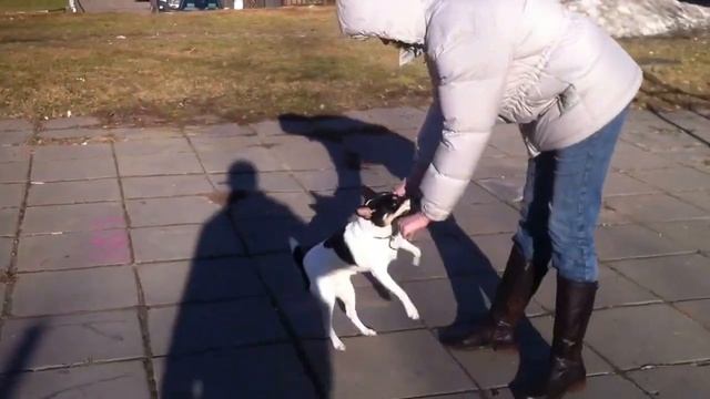 Американский фокс терьер!american fox tirrier. dog life.Прогулка с Вольтом. Интересное , смешое смотреть онлайн