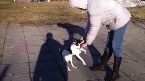 Американский фокс терьер!american fox tirrier. dog life.Прогулка с Вольтом. Интересное , смешое