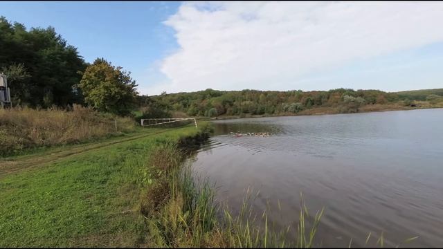 Супер клев белого амура. смотреть онлайн