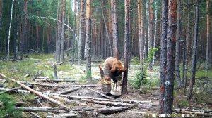 Прикормили! Скоро пойдем за ним! Подпишись!