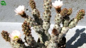 10 Lindas variedades de Tephrocactus