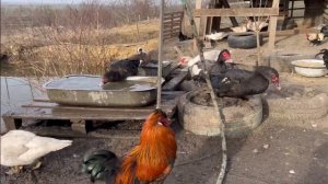 ?ВОДОЕМ ДЛЯ ИНДОУТОК? НУЖЕН ИЛИ НЕТ? КАК РАСТУТ НАШИ УТКИ! Наше мнение! #индоутки #мускусныеутки