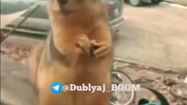 Животные умеют разговаривать смотреть онлайн