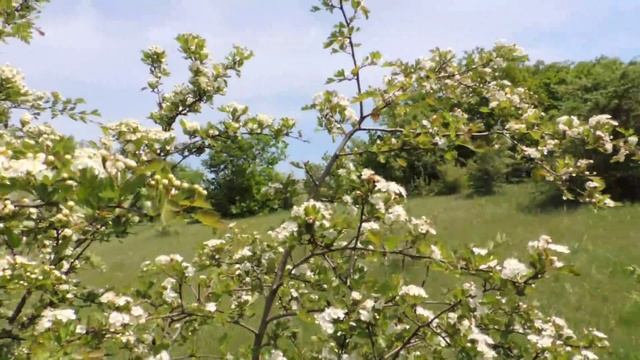 То холодно то жарко! Пчелам не угодить. смотреть онлайн