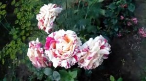 Vanille Fraise Роза Ванилла Фрайз