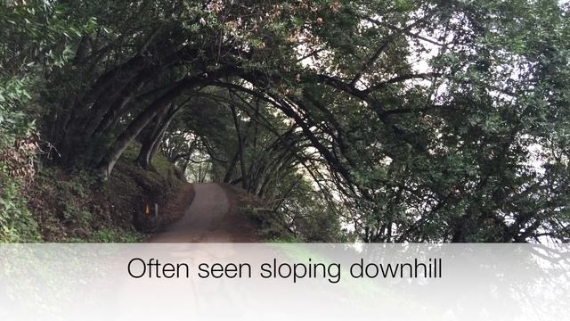 Umbellularia californica (California bay) смотреть онлайн