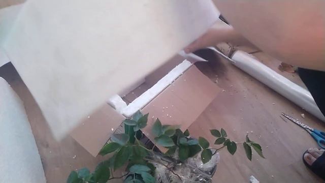 Как упаковать саженцы ежевики !!? Мой проверенный способ!!! смотреть онлайн