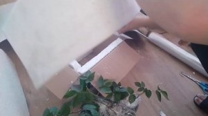 Как упаковать саженцы ежевики !!? Мой проверенный способ!!!