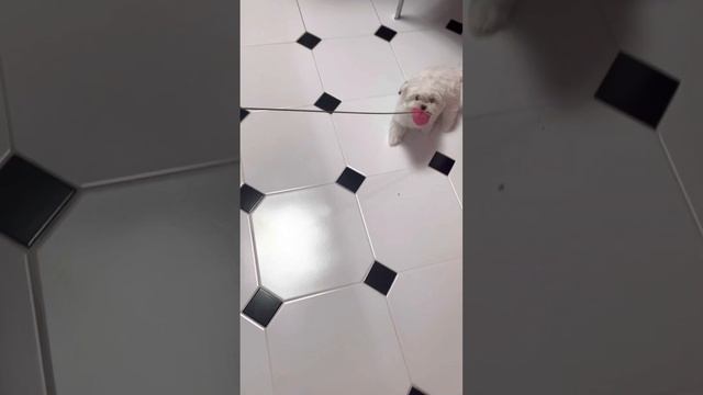 В гостях у мальтийской болонки Одри ❤️? смотреть онлайн