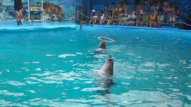 Дельфинарий Кабардинка дельфины крутят обручи смотреть онлайн