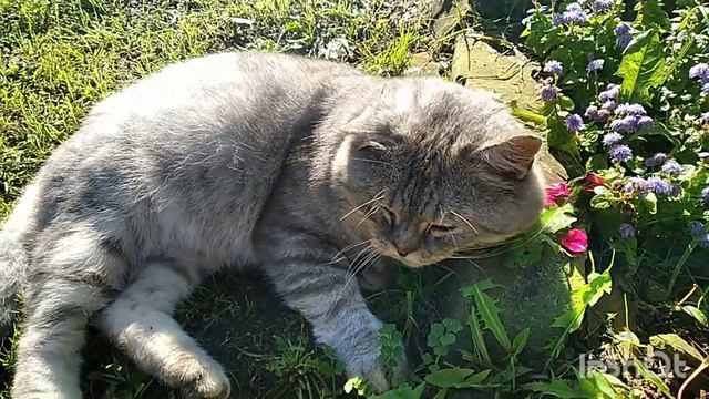 Сосед Бенжамин пришёл в гости!#сочинцы#sochi2022 смотреть онлайн