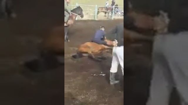 Как объезжают лошадей смотреть онлайн