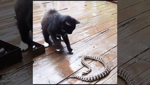 Кот 🐈 против змеи 🐍