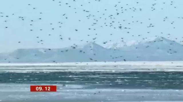 Flying Penguins!