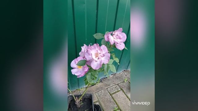 Роза Блю фо ю смотреть онлайн