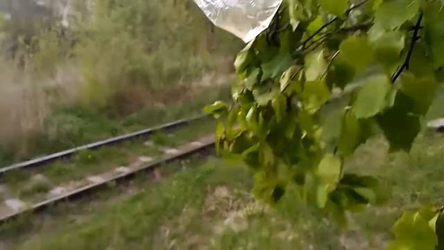 КАК ДОБЫТЬ ВОДУ ИЗ ДЕРЕВА.Добыча воды используя прозрачный полиэтиленовый пакет с ручками.Выживание