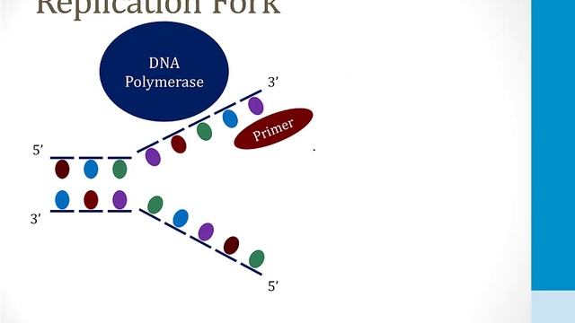 Клеточная биология USMLE - 1. Молекулярная биология - 1.Репликация ДНК (Boards and Beyond)