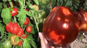 Томат сорта Пузата хата
