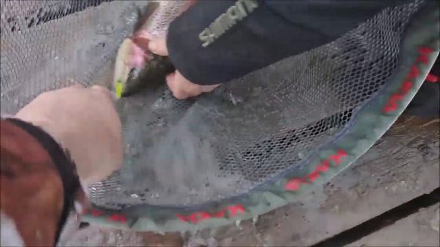 Клёвое место д.Савельево.Ловля форели по открытой воде!1 сектор! смотреть онлайн