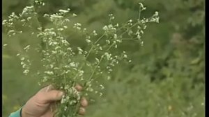 Подмаренник цепкий