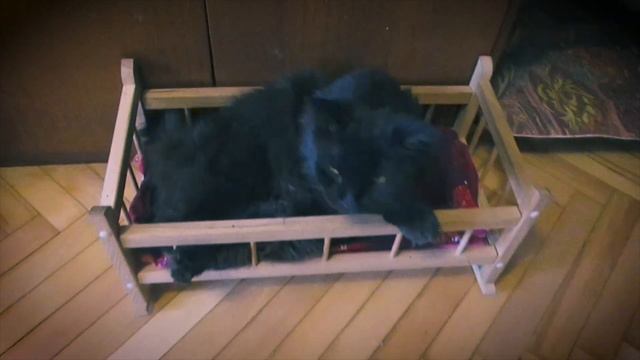 Bobtail Cat Karfasha Is In the bed смотреть онлайн