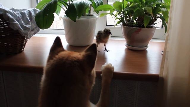 Учи и птенец чайки смотреть онлайн