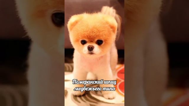 Померанский шпиц медвежьего типа - самая милая собака #милашка #собачка #самаямилаясобачка