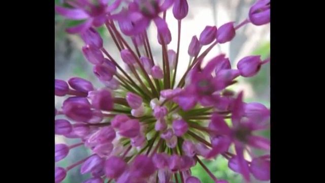 absolute garden смотреть онлайн