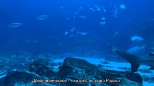 Значение имени Родион. Толкование, судьба, характер