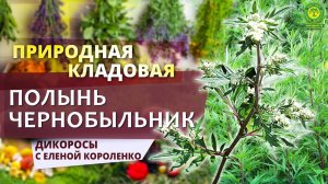 Съедобные дикоросы с Еленой Короленко. Чернобыльник Полынь обыкновенная