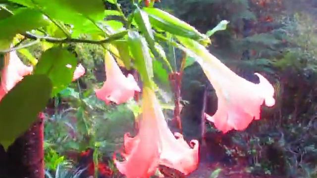 Angel's Trumpet in Bloom смотреть онлайн