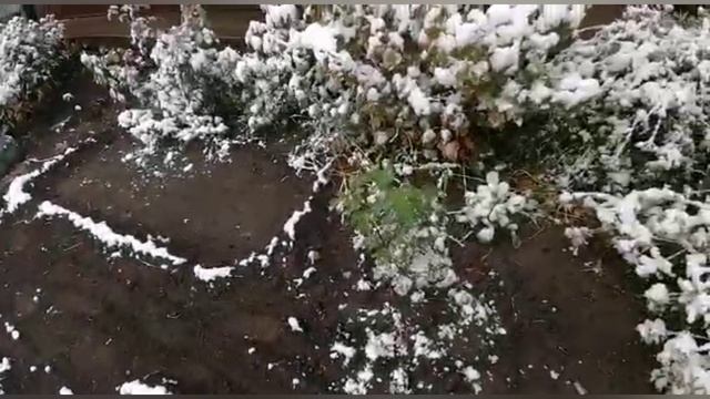 Смотреть видео онлайн