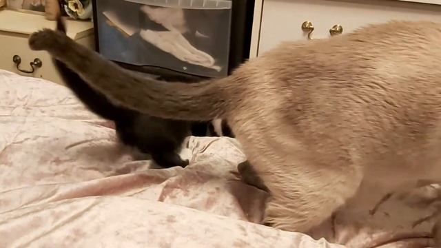 ORIENTAL KITTENS WITH GRANDMA. КОТЯТА ПОРОДЫ ОРИЕНТАЛ ИГРАЮТСЯ С БАБУШКОЙ.