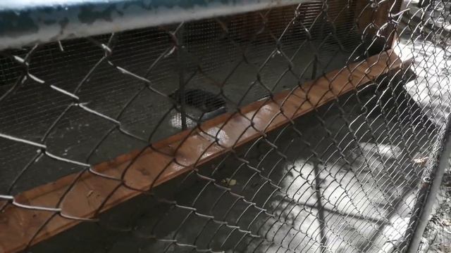 Зоопарк Ростова-на-Дону, вольеры и ограждения смотреть онлайн