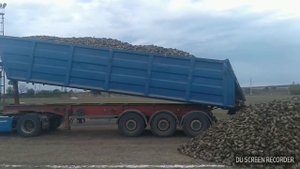 Рено Магнум самосвал. Уборка свеклы 2017 ОАО ТД Соколовка