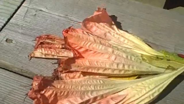 Datura flowers from Empress Hotel смотреть онлайн