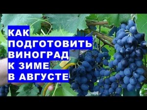 Что нужно сделать в августе с кустом винограда, чтобы зимовка прошла успешно?