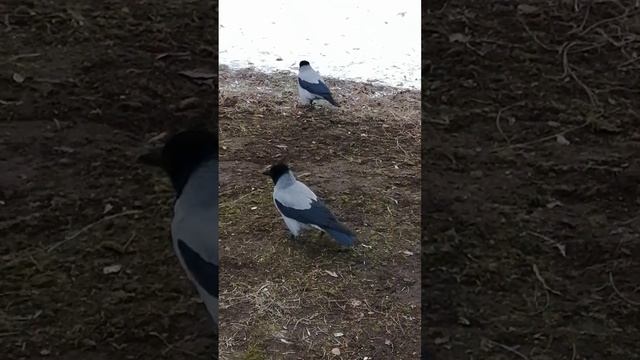 Дай яйцо! #вороны / Give me an egg! #crow