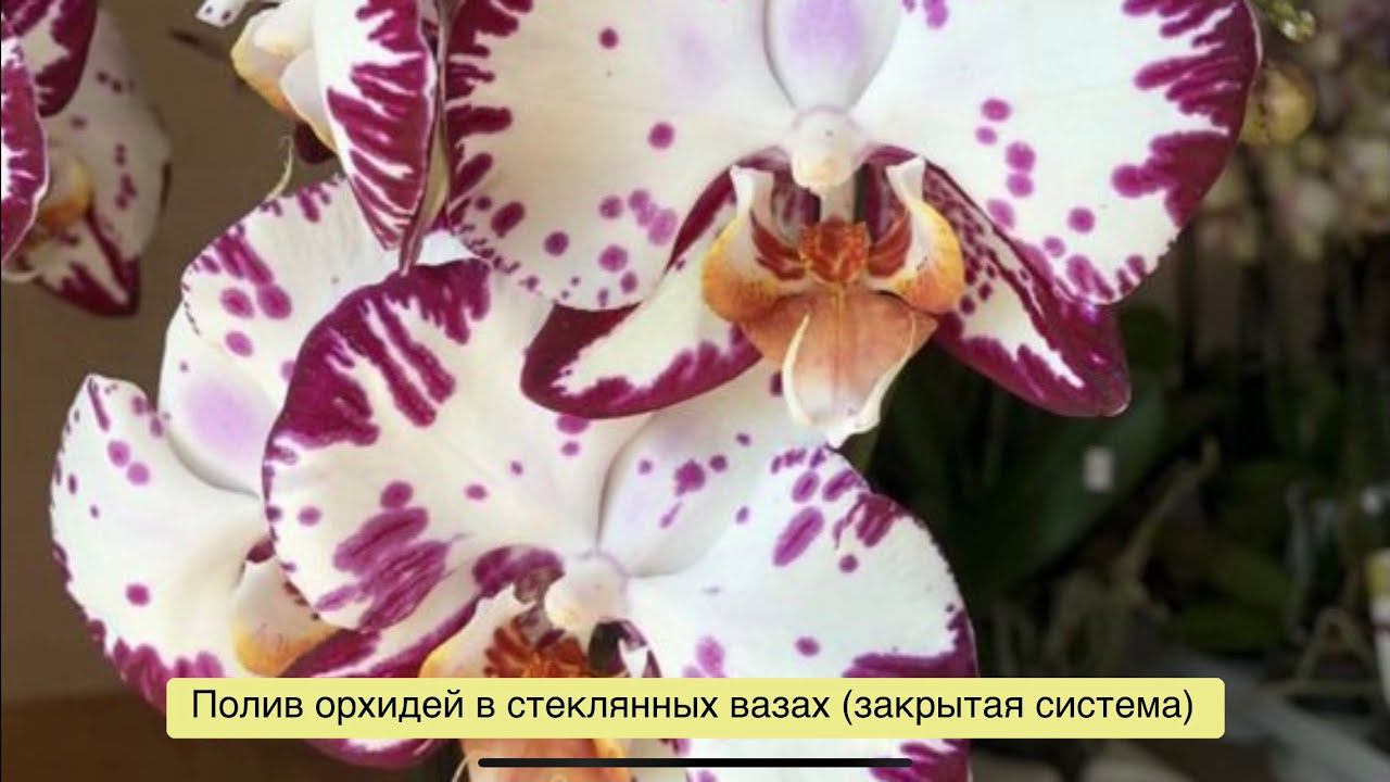 Полив орхидей в закрытой системе (стеклянные вазы)!❤️